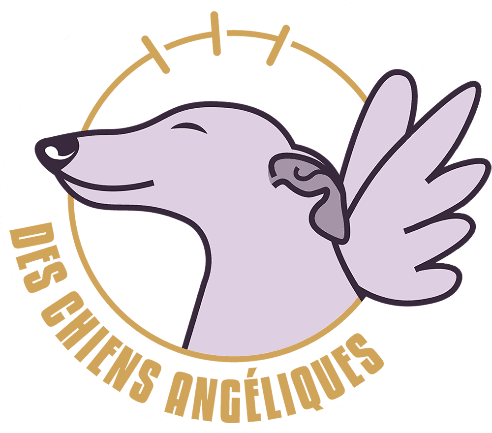 des chiens angéliques - éducation canine, coaching en comportement, école privée, promenade, service, lavaux, oron, lausanne, vaud, suisse